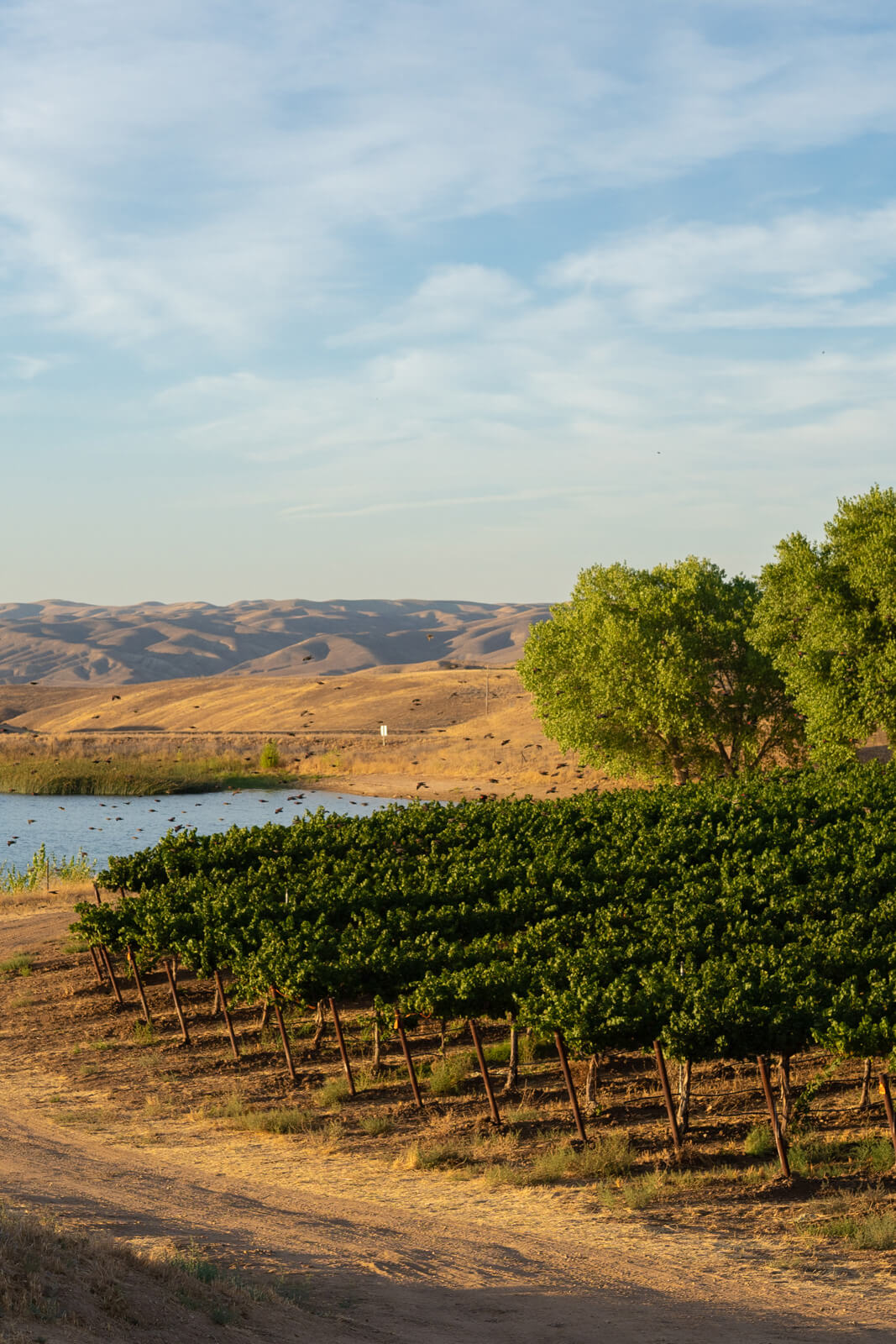 Paso Robles Voted Best Wine Region of the Year